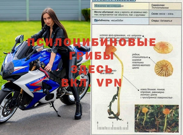 стаф Белокуриха